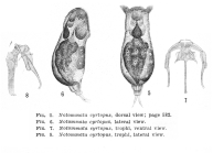 Notommata cyrtopus