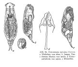 Notommata cyrtopus