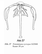 Notommata cyrtopus