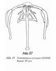 Notommata cyrtopus