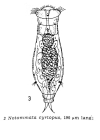 Notommata cyrtopus