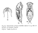 Notommata cyrtopus