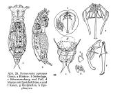 Notommata cyrtopus