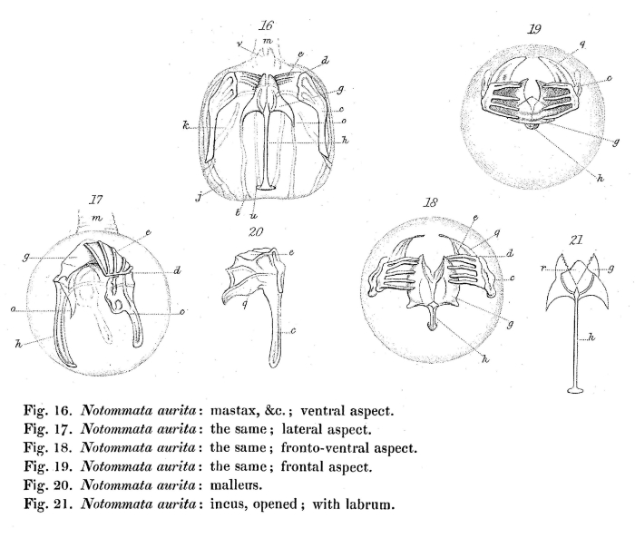 Notommata cyrtopus