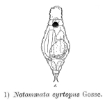 Notommata cyrtopus