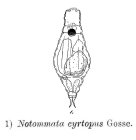 Notommata cyrtopus