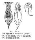 Notommata cyrtopus