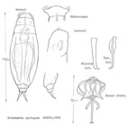 Notommata cyrtopus