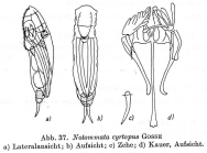 Notommata cyrtopus