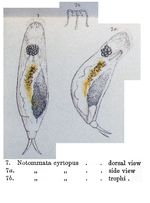 Notommata cyrtopus - Original description image