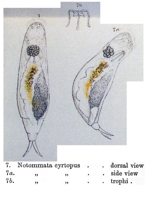 Notommata cyrtopus - Original description image