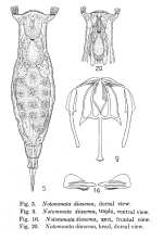 Notommata diasema - Original description image