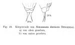 Notommata distincta