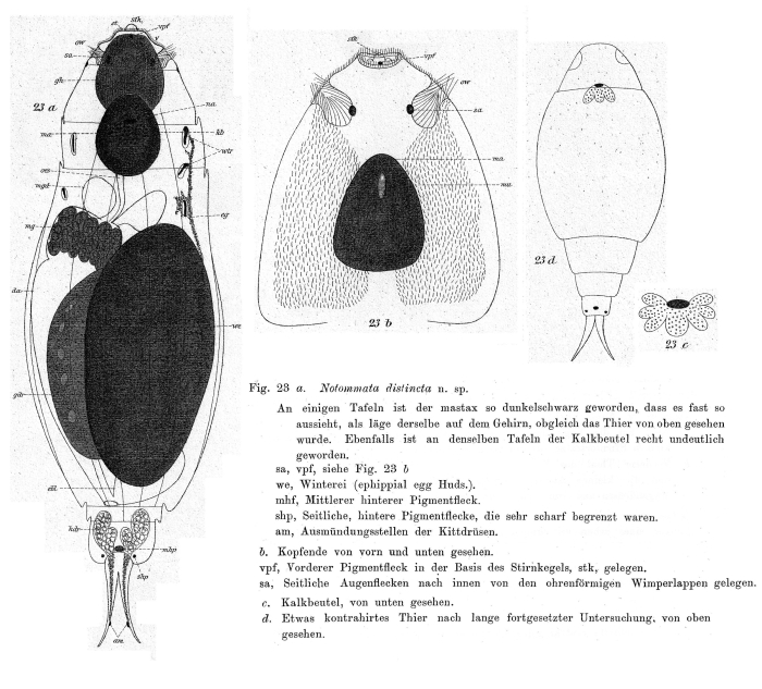 Notommata distincta - Original description image