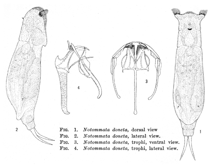 Notommata doneta - Original description image