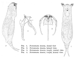 Notommata doneta