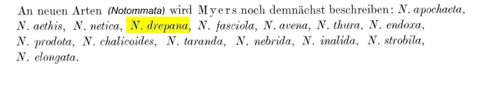 Notommata drepana - Original description image