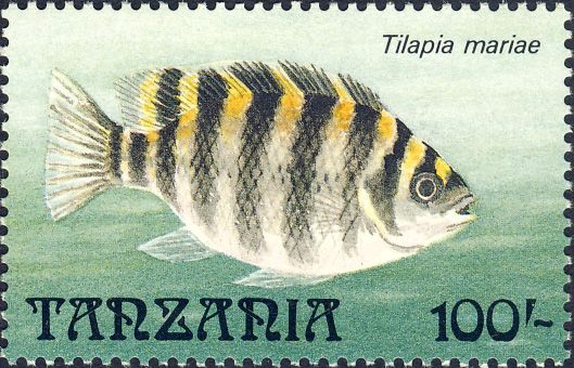 Tilapia mariae Tilapia mariae