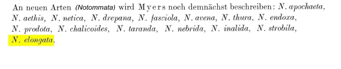 Notommata elongata - Original description image