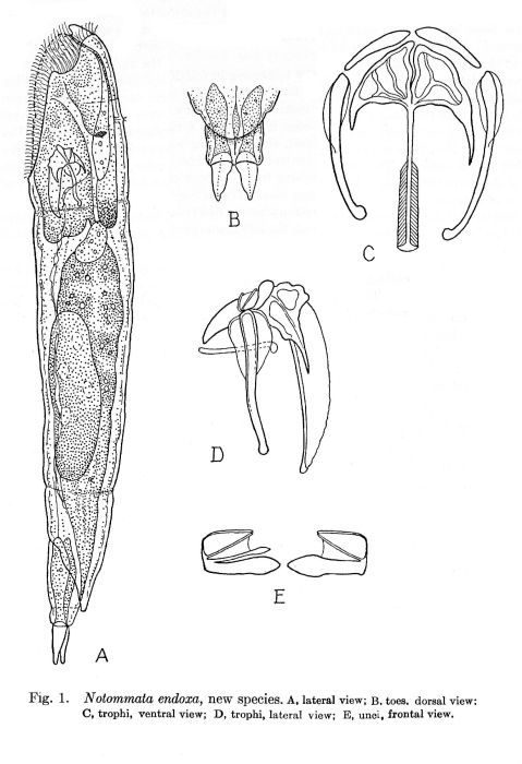 Notommata endoxa - Original description image