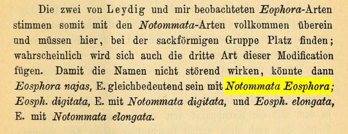 Notommata eosphora
