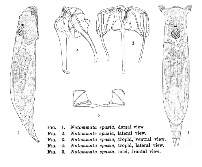 Notommata epaxia - Original description image