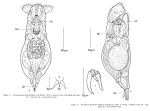 Notommata falcinella
