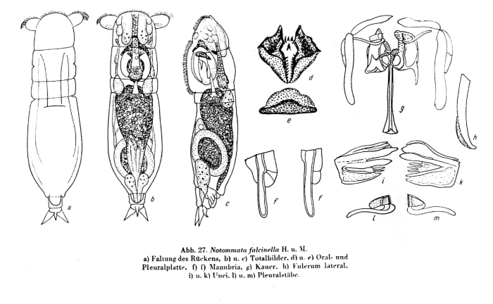 Notommata falcinella