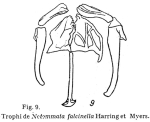 Notommata falcinella