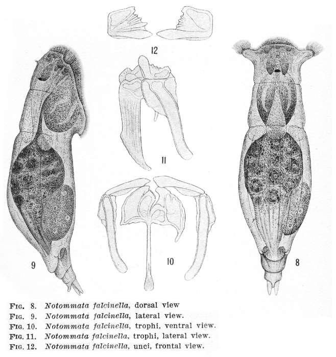 Notommata falcinella - Original description image