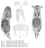 Notommata falcinella