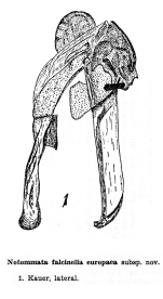 Notommata falcinella europaea - Original description image