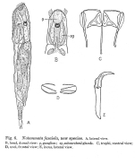 Notommata fasciola - Original description image