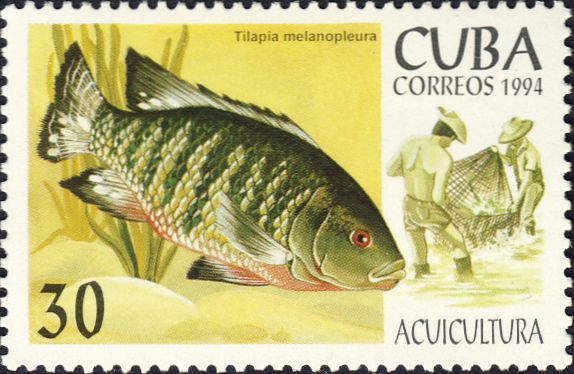 Tilapia melanopleura Tilapia melanopleura