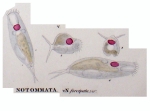 Notommata forcipata