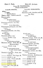 Notommata forcipata