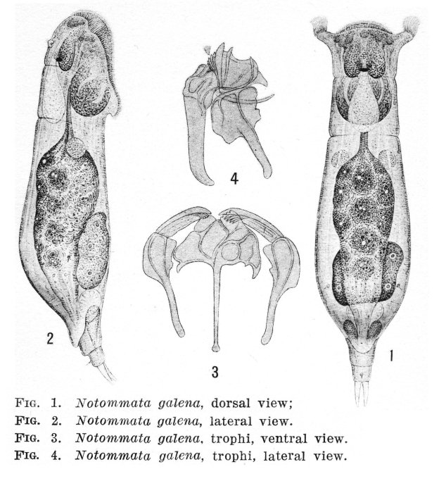 Notommata galena - Original description image
