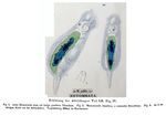 Notommata gibba