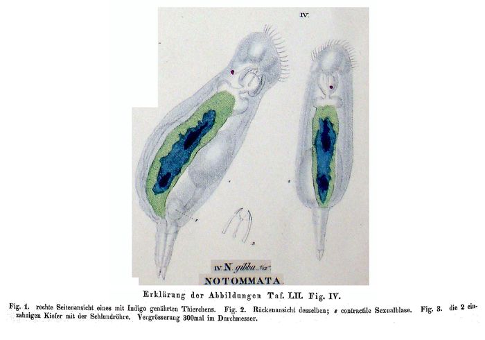 Notommata gibba