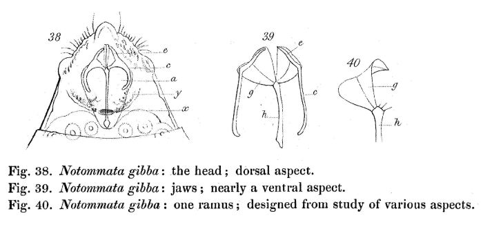 Notommata gibba
