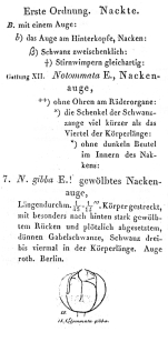 Notommata gibba - Original description image
