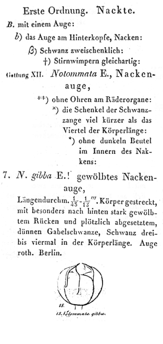 Notommata gibba - Original description image