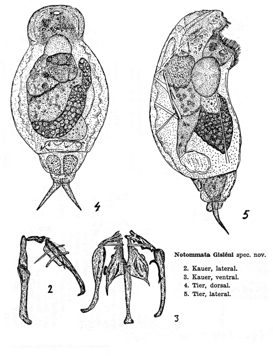 Notommata gisleni - Original description image