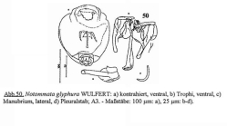 Notommata glyphura