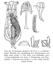 Notommata glyphura