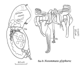 Notommata glyphura