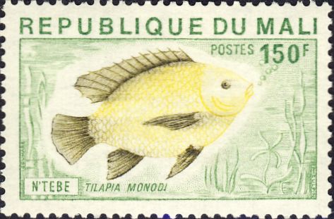 Tilapia monodi