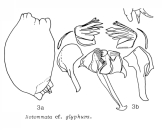 Notommata glyphura