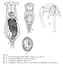 Notommata glyphura