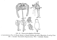 Notommata glyphura